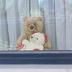 Nounours aux fenêtres et autres témoignages de solidarité photographiés à Kanne, dans la commune de Riemst (Province de Limbourg)