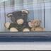 Nounours aux fenêtres et autres témoignages de solidarité photographiés à Kanne, dans la commune de Riemst (Province de Limbourg)