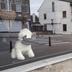 Nounours aux fenêtres et autres témoignages de solidarité photographiés à Kanne, dans la commune de Riemst (Province de Limbourg)